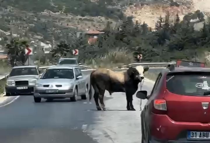 Kaçan kurbanlık boğa kara yoluna çıktı