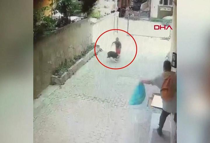 Tasmasız pitbull 7 yaşındaki çocuğa saldırdı