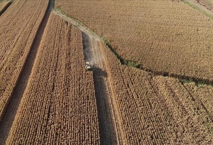 Rusya’da tahıl hasadı 135 Milyon tonun üzerinde bekleniyor