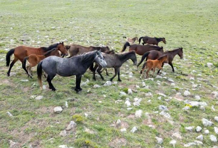 Yılkı Atları Havadan Görüntülendi