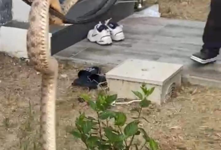 Bodrum'da Evin Duvar Boşluğundaki Yılan Yakalandı