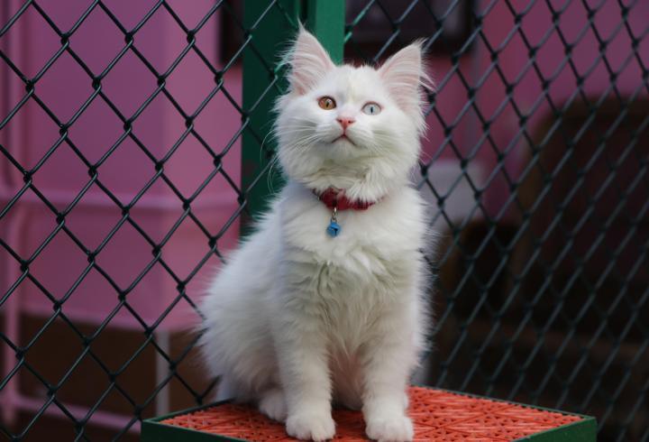 Van Kedi Villası'na 55 yeni üye katıldı