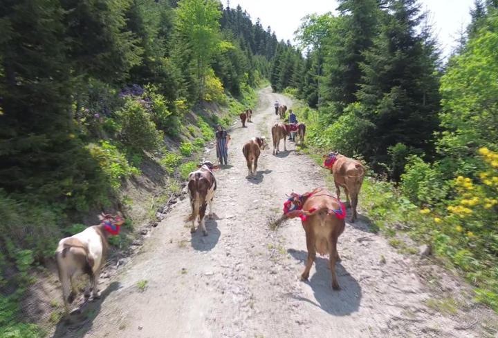 Karadeniz’de türkülü manili renkli yayla göçü
