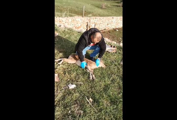 Yaban keçisi, kalp masajıyla hayata döndürüldü