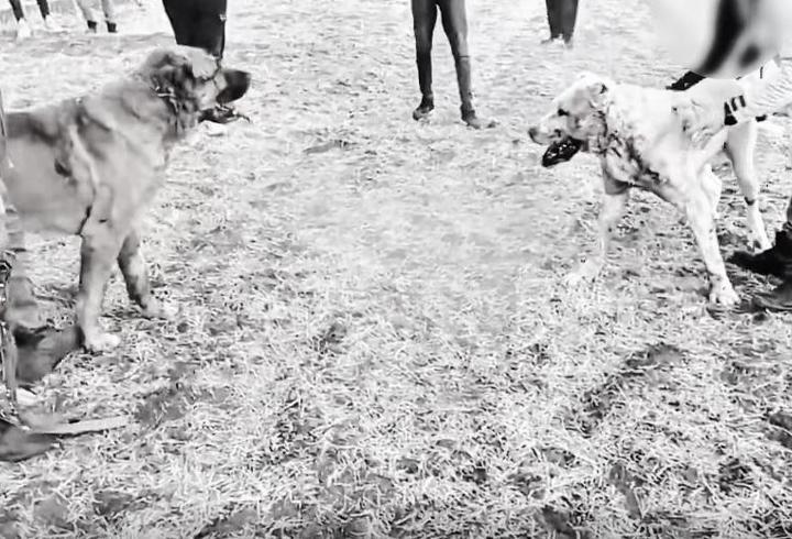 Kayseri'de köpek dövüştüren 8 kişiye gözaltı