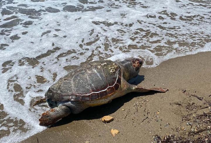 Çanakkale'de Caretta Caretta Sahile Vurdu