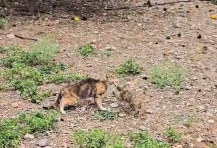 Kuyuda mahsur kalan yavru kedi kurtarıldı