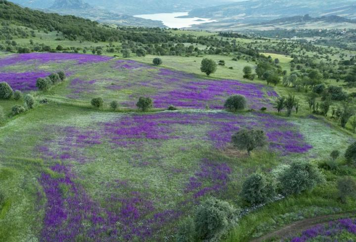 Şebinkarahisar'da çayırlar mor çiçeklerle süslendi