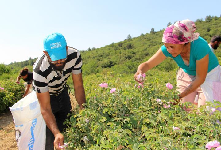 Isparta’da 'gül hasadı' turizmi