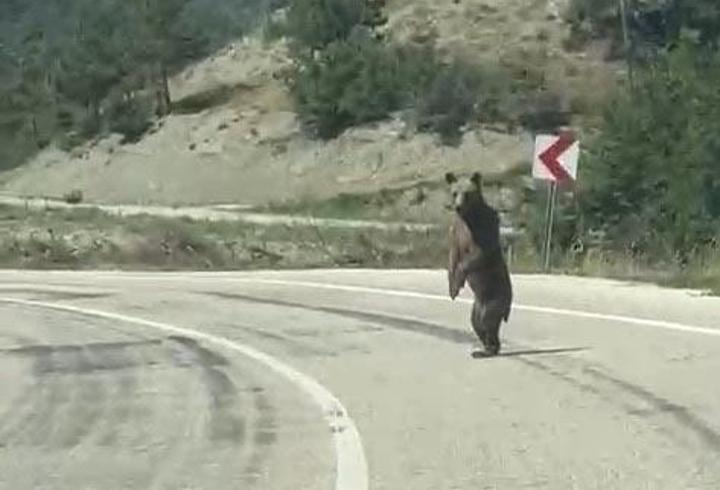 Yola inen ayı kamerada