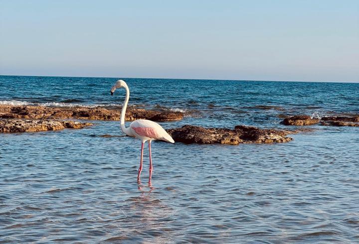 Sahildeki flamingo ilgi odağı oldu