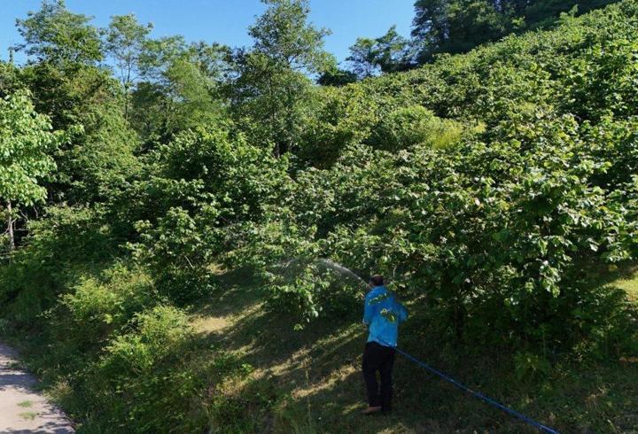 Ordu'da kahverengi kokarcayla mücadele sürüyor