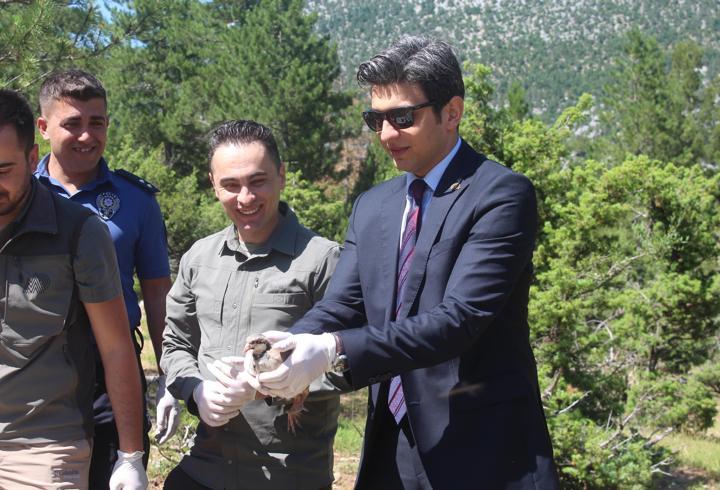 İbradı'da 800 kınalı keklik doğaya salındı
