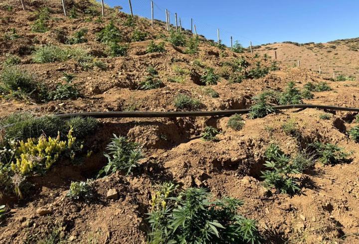 Bingöl’de 17 bin 245 kök kenevir ve skunk ele geçirildi