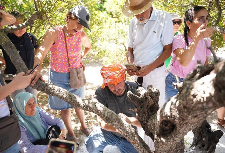 Çeşme'de sakız hasadı eğitimi