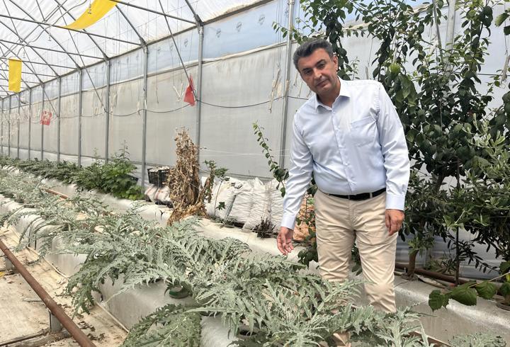 Volkanik cüruf ile topraksız tarım yapılıyor