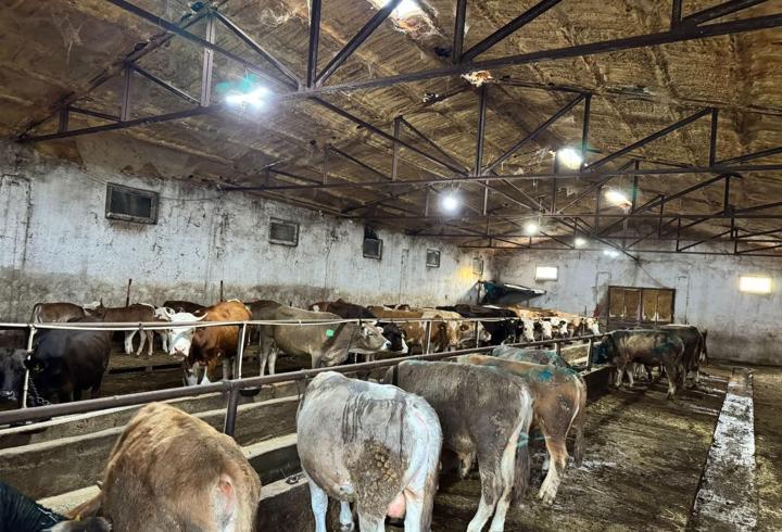 Giresun’da ahırda çıkan yangında 9 büyükbaş öldü