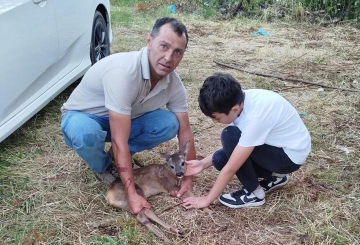 Ordu'da yaralı yavru karaca tedavi altına alındı