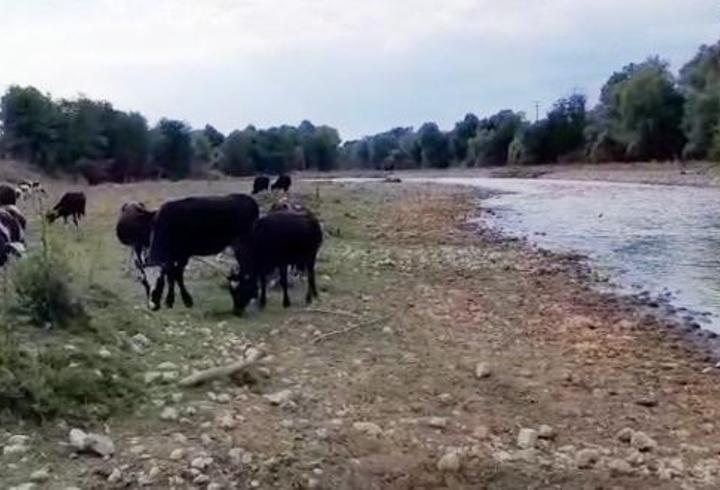 Mudurnu Çayı’nda kirlilik