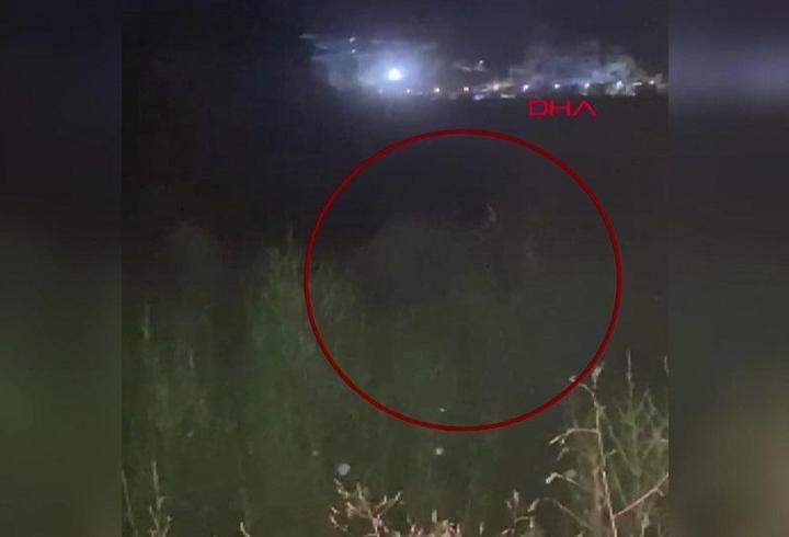 Manavgat'ta firari aslan dehşeti