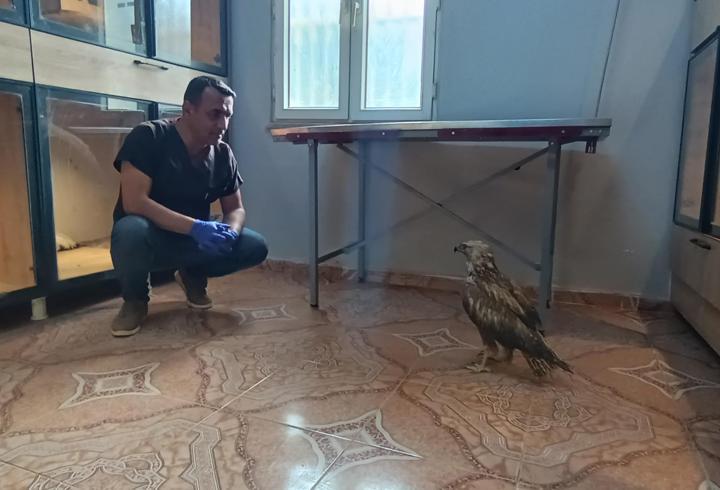 Gaziantep’te yaralı kızıl şahin bulundu