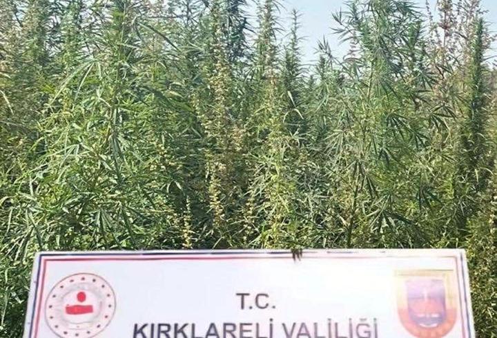  Kırklareli'de 102 bin kök kenevir ele geçirildi