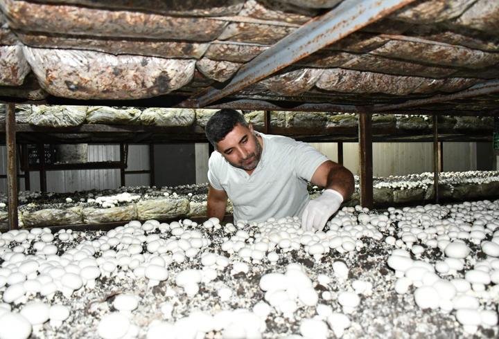İstanbul’da öğrendi, Batman’da başardı: 600 tonluk mantar üretimi!