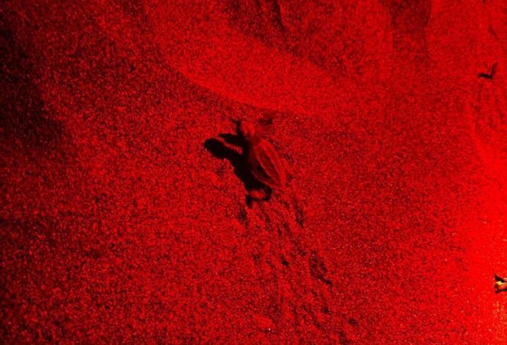 Caretta caretta yavruları denizle buluştu