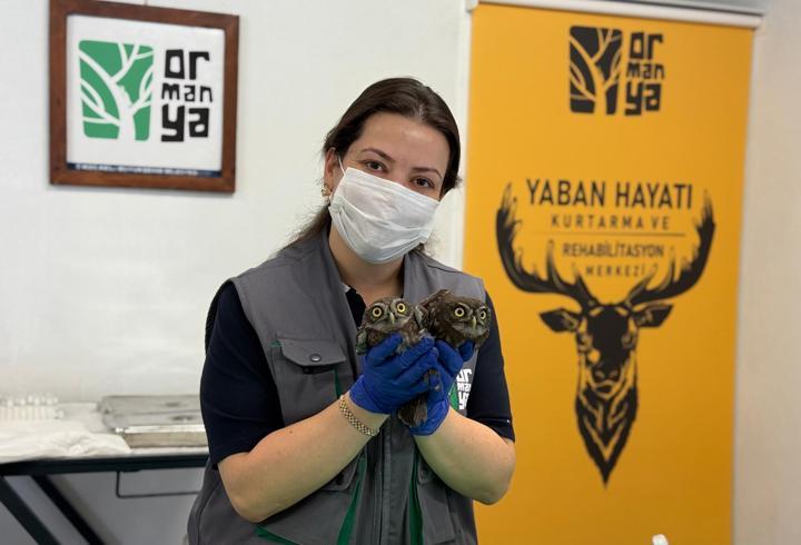 Kocaeli'de evin bacasında mahsur kalan iki baykuş kurtarıldı