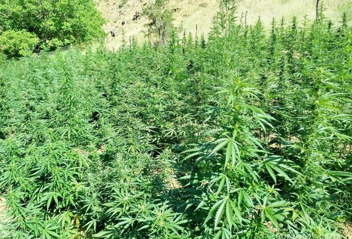 Bingöl’de bin 410 kök kenevir ele geçirildi