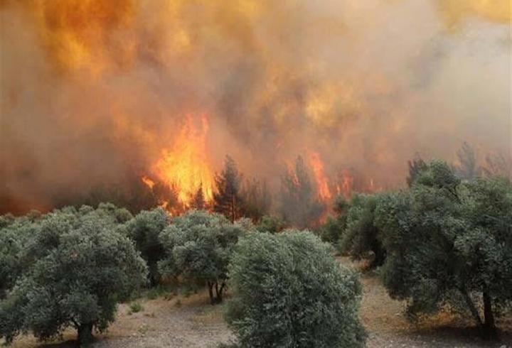 Manisa'daki orman yangını 20 saat sonra kontrol altında