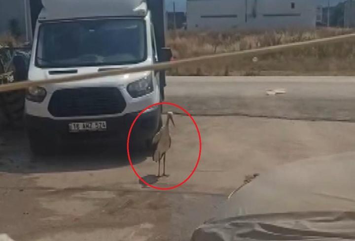 Sıcaktan bunalan leyleği hortumla su sıkarak serinletti