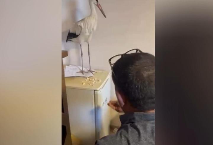 Yaralı leyleği sığındığı iş yerinde elleriyle besledi