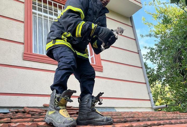 Hatay'da Mahsur Kalan Hayvanlar Kurtarıldı