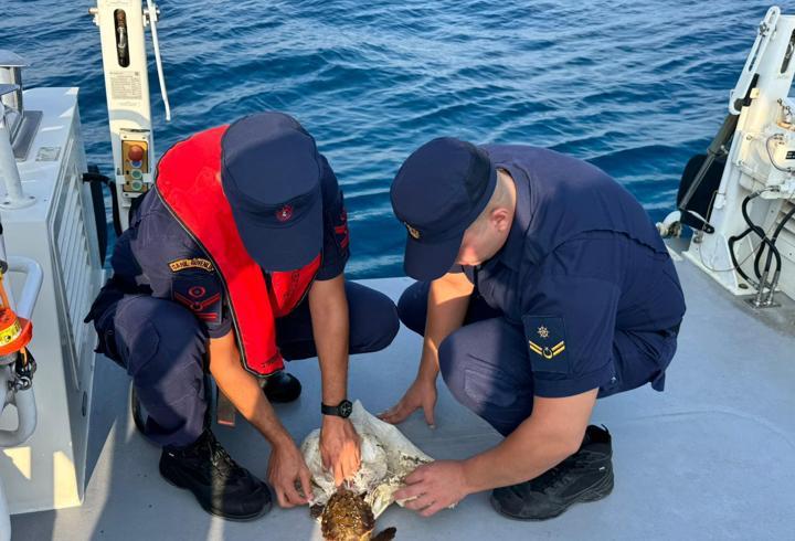 Çuvala dolanmış deniz kaplumbağasını Sahil Güvenlik kurtardı
