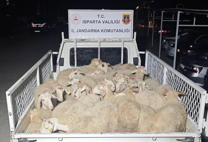 32 küçükbaş hayvanı çalıp kaçtı, takiple yakalandılar