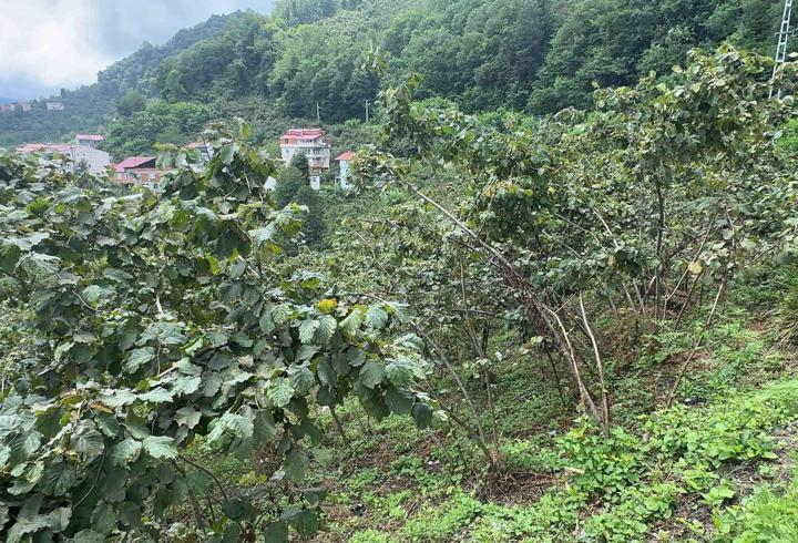 Doğu Karadeniz’den 6 ayda 1,4 milyar dolarlık fındık ihracatı