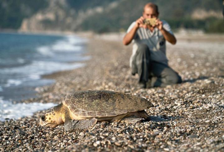 Çıralı'da işletmeler, caretta carettaları sahiplendi