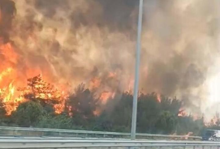 İzmir’de orman yangını