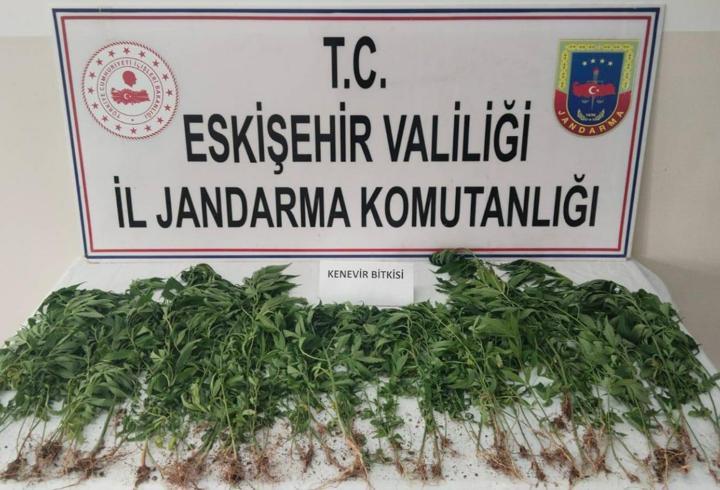 Eskişehir'de 120 kök Hint keneviri ele geçirildi