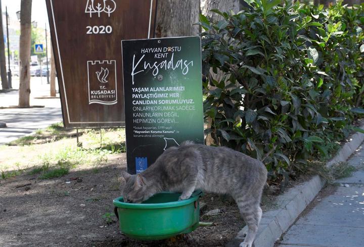Sokak hayvanları için 'Bir kap su' çağırısı
