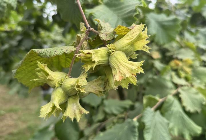 Karadeniz'de fındık hasadı öncesi son hazırlıklar tamamlanıyor
