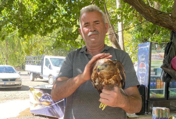 Bitkin düşen yavru kızıl şahine sahip çıktı