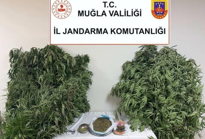 Muğla'da uyuşturucu operasyonu