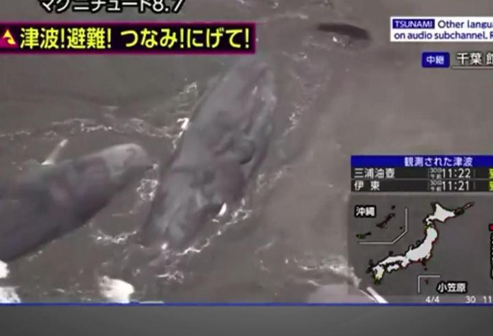 Japonya’da tsunami sonrası balinalar kıyıya vurdu!