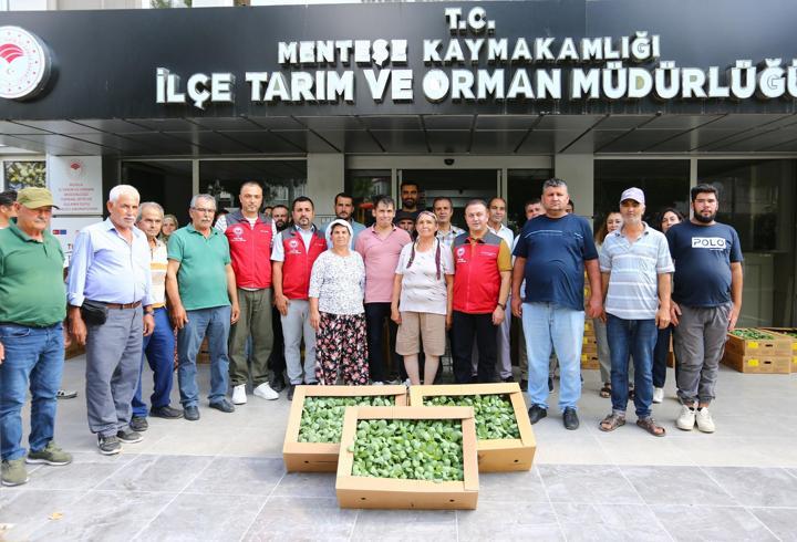 Muğla'da kışlık sebze üretimine fideli destek