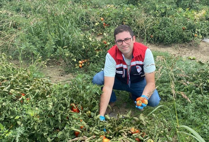 Edirne’de üretilen domateslerde hasat öncesi pestisit denetimi