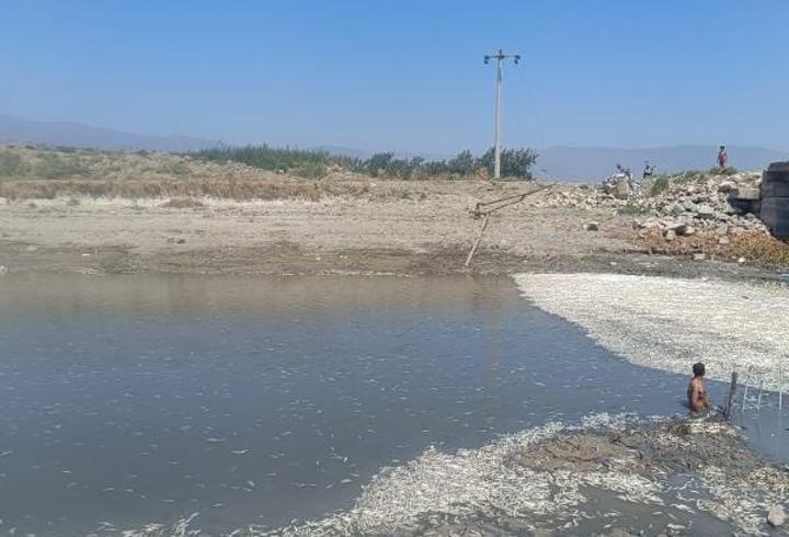 Hatay’da balık ölümleri yaşandı 