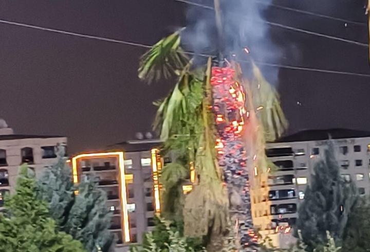 Parktaki palmiye ağacı ateşe verildi