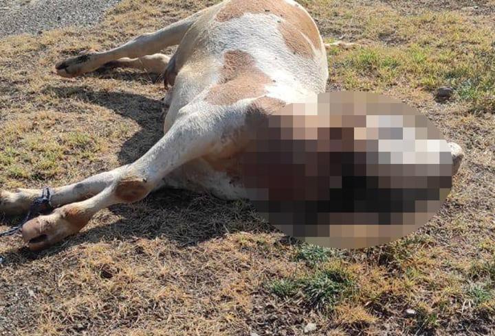 Boş arazide boğazı kesilmiş inek ölüsü bulundu